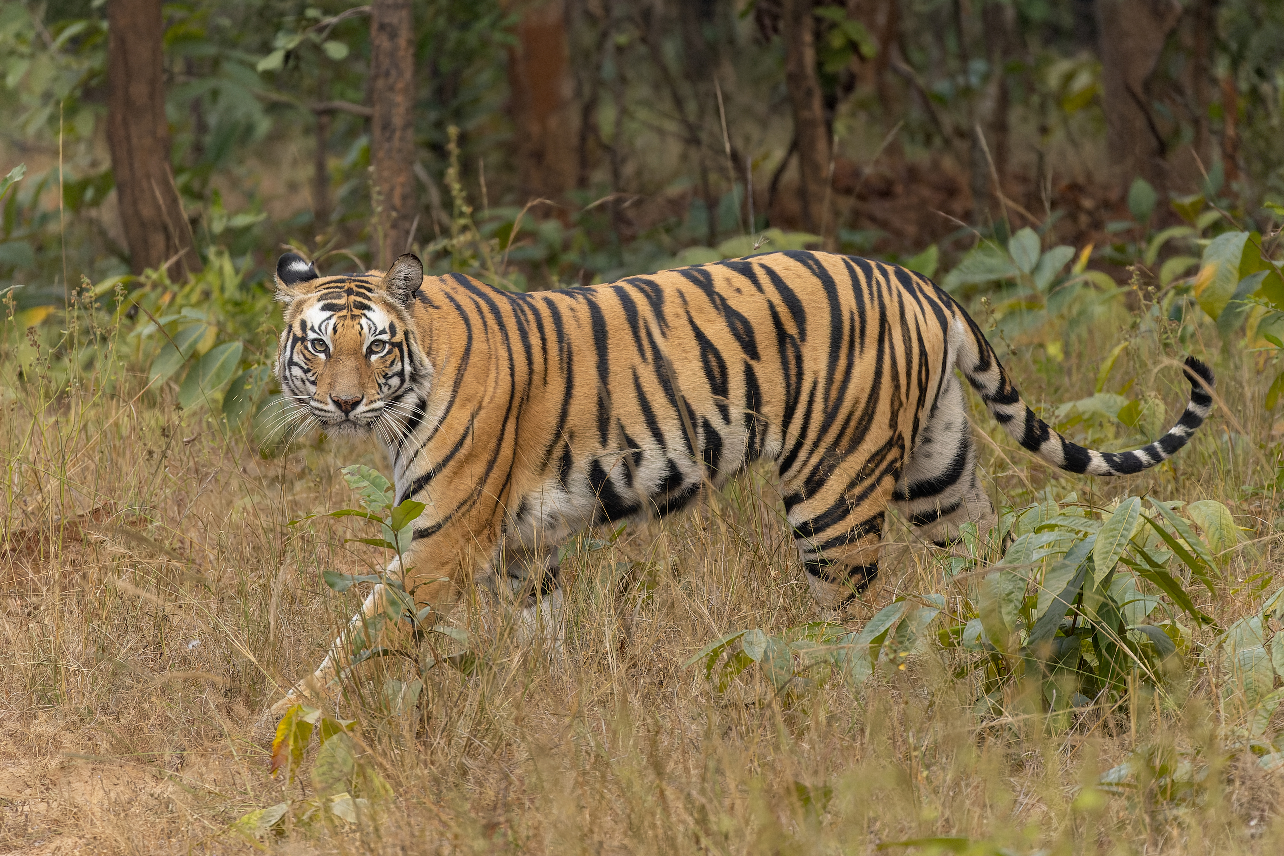 Sanjay National Park