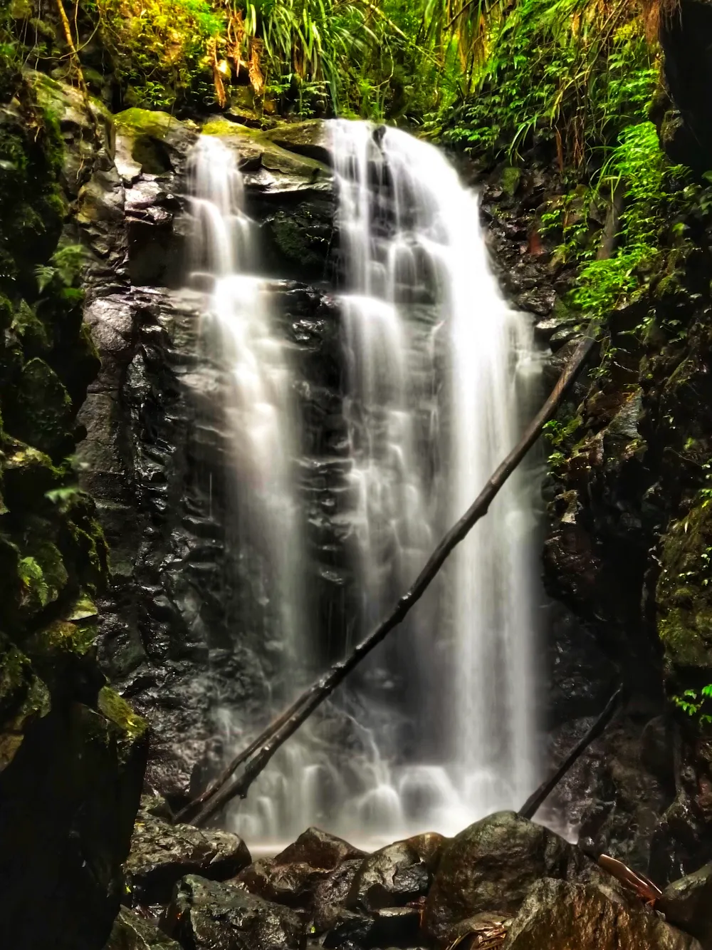 Gondwana Rainforests of Australia