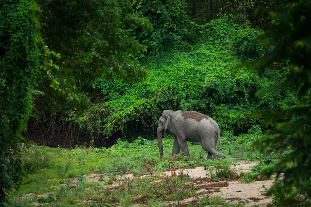 Thungyai-Huai Kha Khaeng Wildlife Sanctuaries