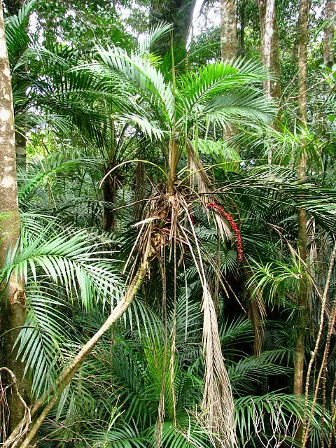 Herberton Range National Park
