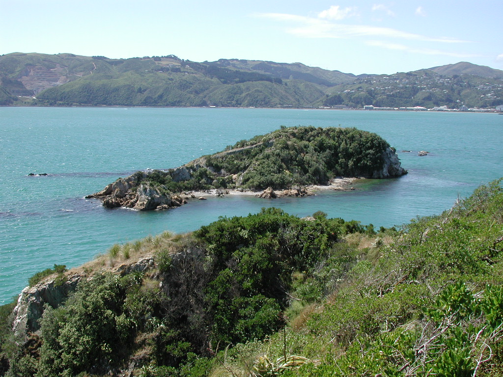 Mokopuna Island