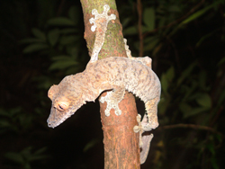 Masoala National Park, Madagascar