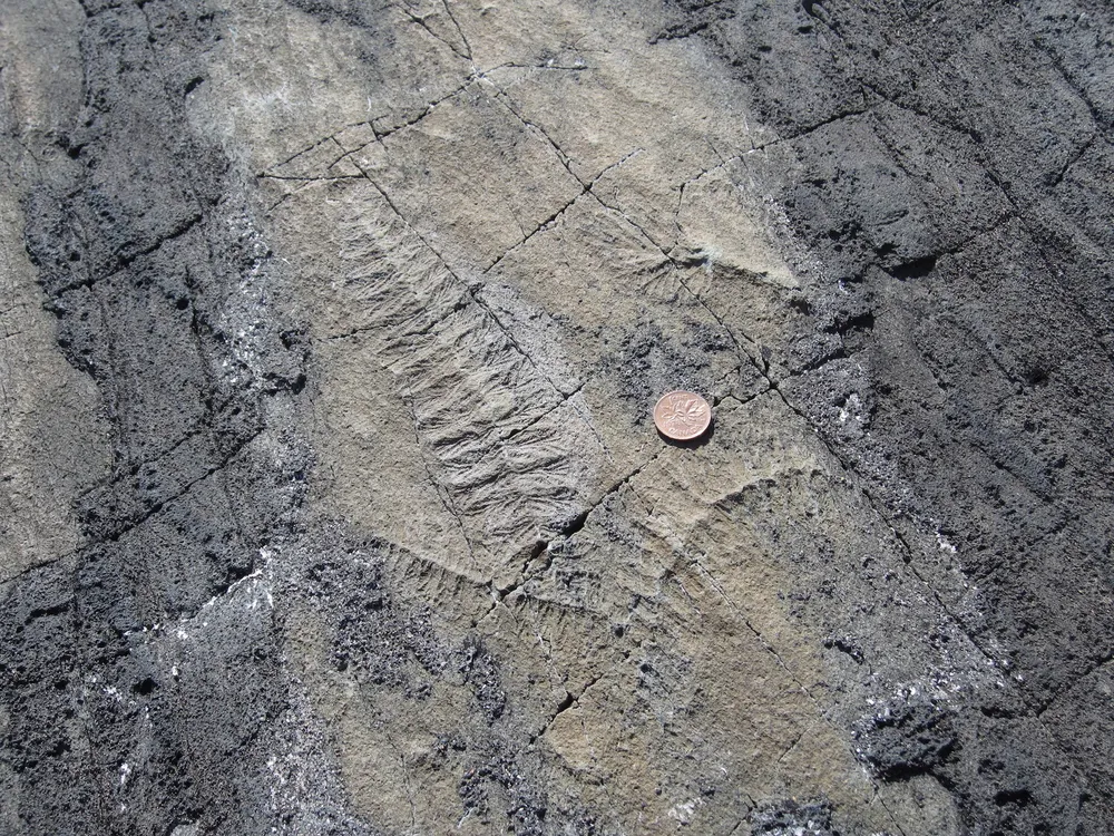 Mistaken Point Ecological Reserve