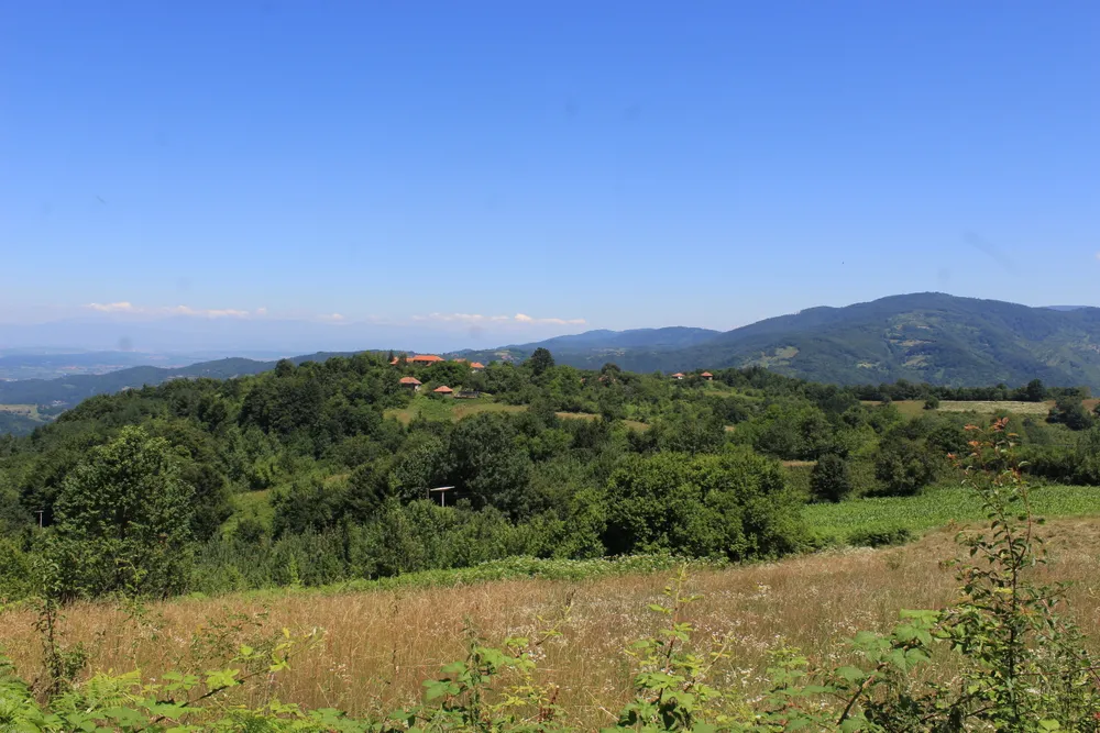 Goljak