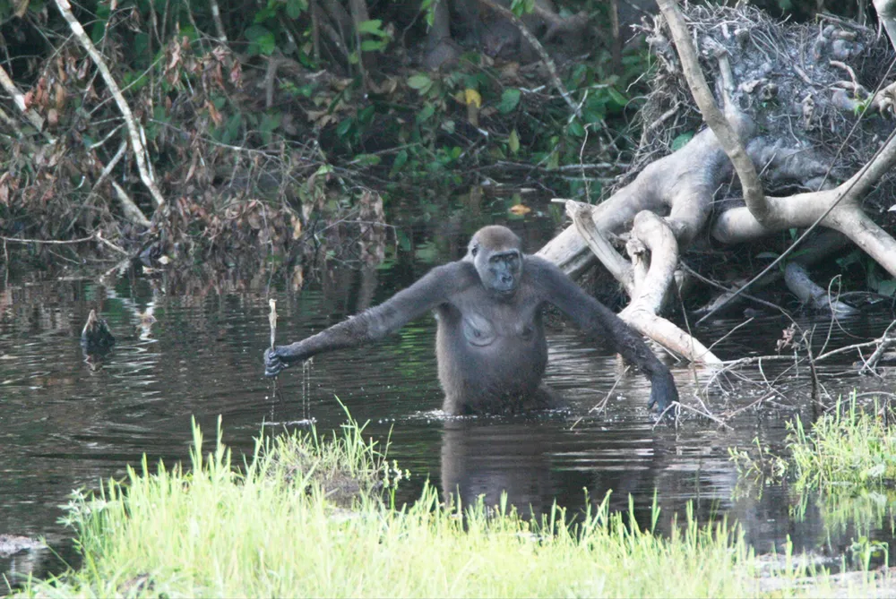 Nouabalé-Ndoki National Park, Republic of the Congo