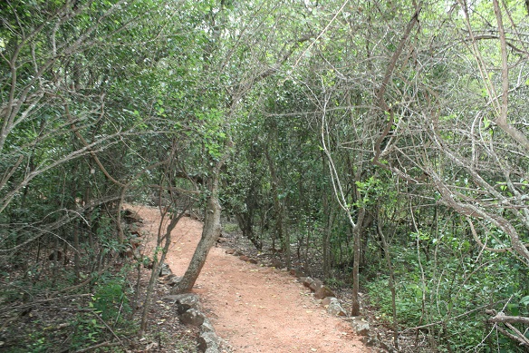 Forty Mile Scrub National Park