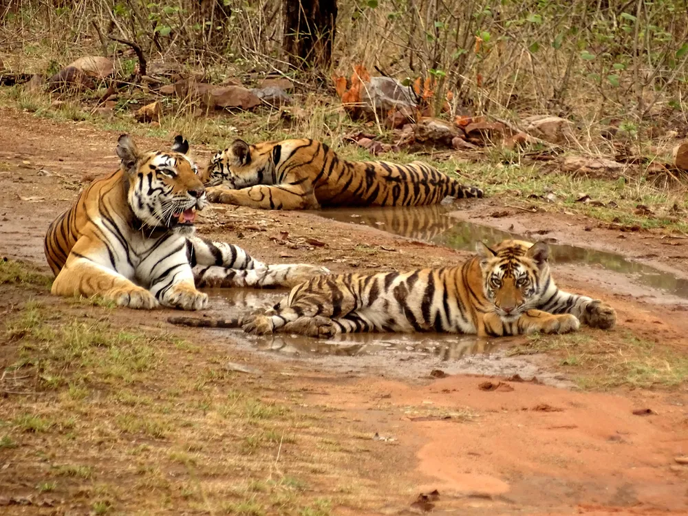 Panna National Park