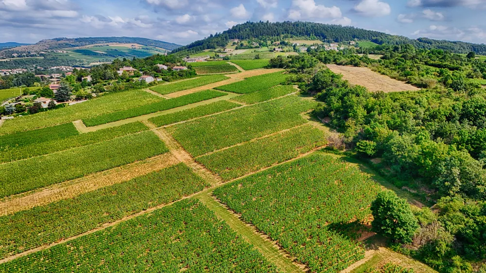 Climats, terroirs of Burgundy