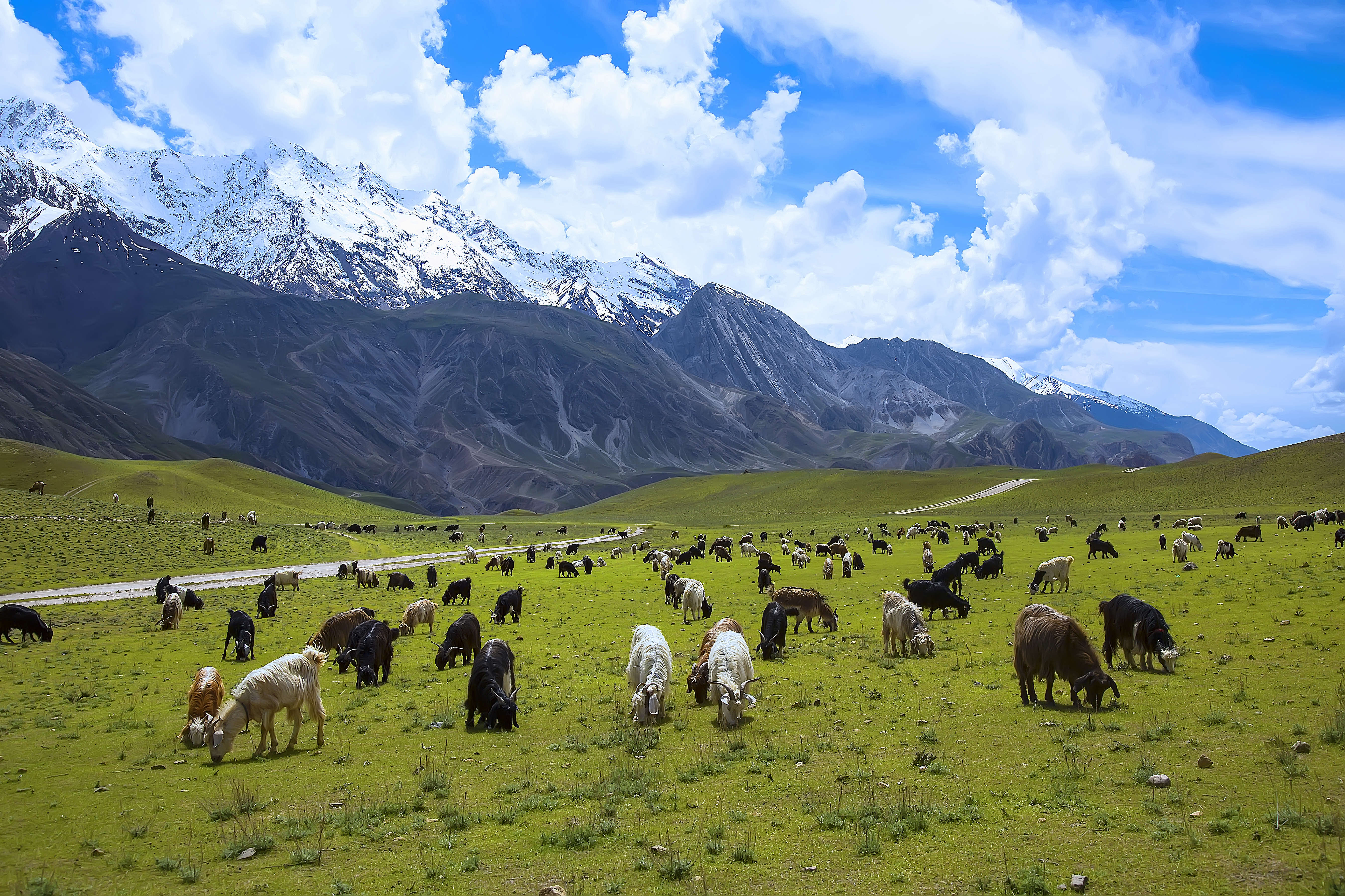 Chitral Gol National Park