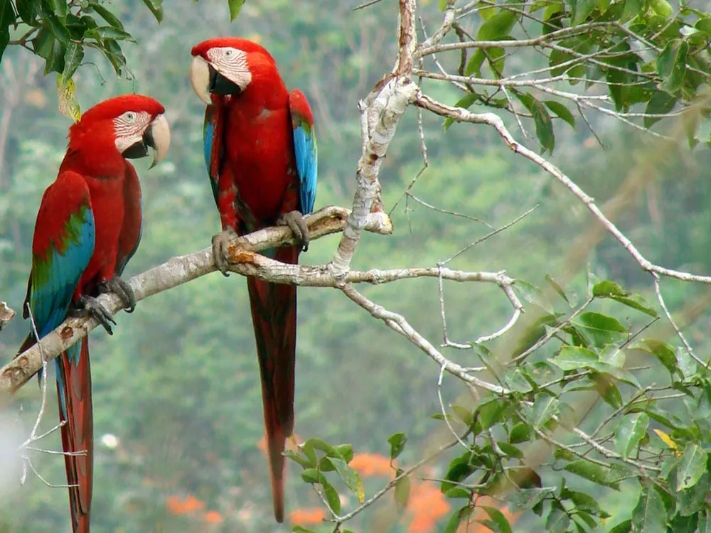 Madidi National Park and Integrated Management Natural Area, Bolivia